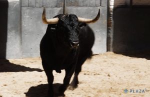 Los toros de Juan Luis Fraile, desembarcados en Las Ventas