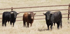 Los ejemplares de Juan Pedro Domecq para la cita de Ciudad Real