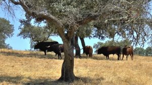 Los novillos de José Luis Pereda para Huelva