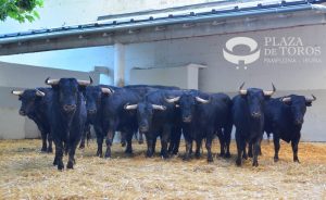 Los novillos de Pincha para el inicio de los Sanfermines