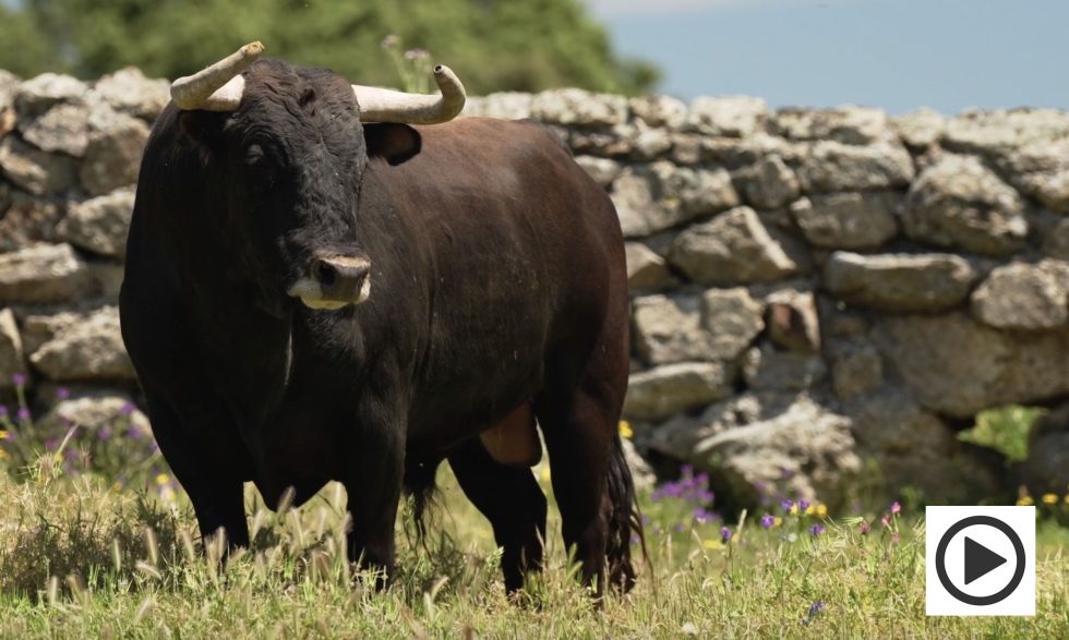 Lujo en la corrida de Victoriano del Río para Ciudad Real