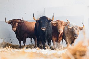 Sorteados los astados de Álvaro Núñez para Pamplona