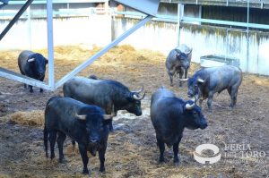 Orden de lidia de los toros de José Escolar para Pamplona