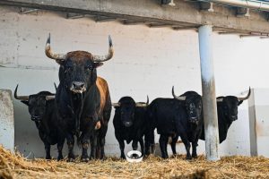 Sorteo de los toros de Fuente Ymbro para Pamplona