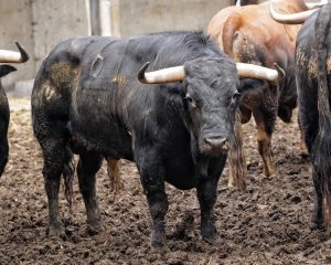 Sorteo de los toros de Juan Pedro Domecq para Santander