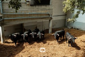 Los toros de El Capea y Carmen Lorenzo para Pamplona