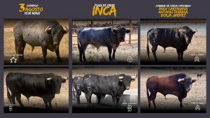 Los toros ya están en Inca