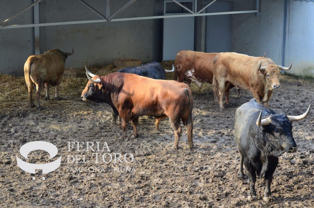 Sorteo de los ejemplares de Jandilla para Pamplona