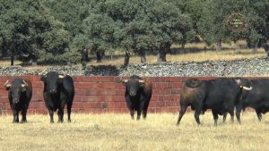 Los toros de Loreto Charro para Huelva