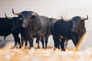 Orden de lidia de los toros de Miura para Pamplona