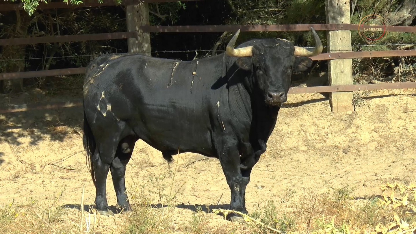 Los toros de Torrealta para el 1 de agosto en Huelva - Chicuelinas y  Tafalleras