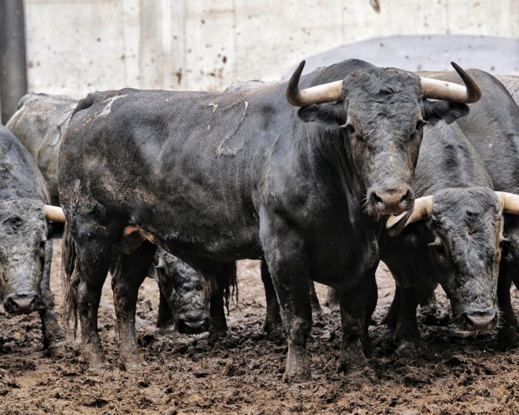 Los 'Victorinos' para esta tarde en Santander