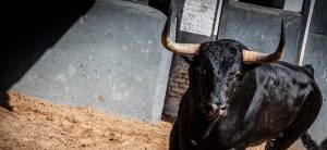 Lama de Góngora confirmará en Madrid con 'Gustoso', de El Torero