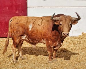 Orden de lidia de los toros de Torrealta para Málaga