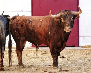 Los astados de El Freixo para el mano a mano de Málaga