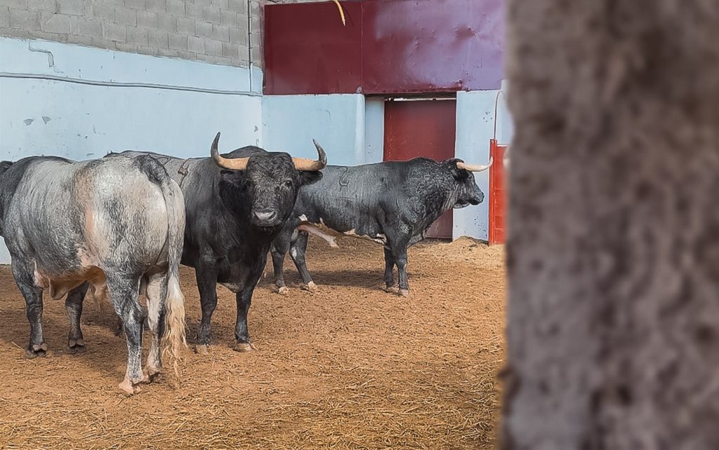 Orden de lidia de los toros de La Quinta para Palencia