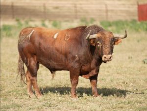 Los toros de Antonio Bañuelos para el día 16 en Baeza