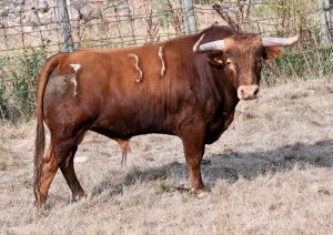 Seria novillada de Antonio Bañuelos para el Mundial de Cortes