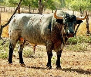 Tres festejos componen la Feria Taurina de Sotillo de la Adrada