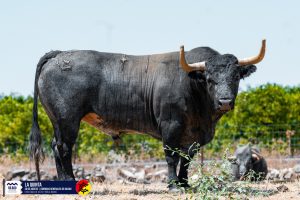 Los toros de La Quinta para la Aste Nagusia de Bilbao