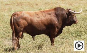 Seriedad en la corrida de Martín Lorca para Ciudad Real