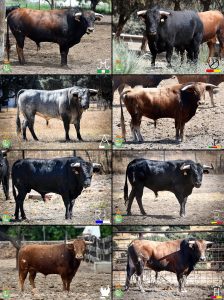 Los novillos para el 31 de agosto en Villaseca de la Sagra