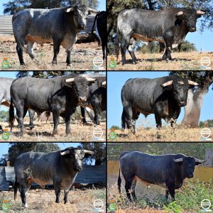 Los novillos de Saltillo para Villaseca de la Sagra