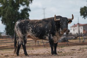 Sello y estampa de Peñajara para El Espinar