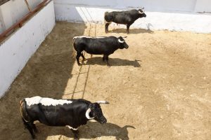 Los astados de Benítez Cubero y Pallarés para Cuenca