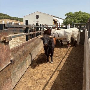 Larga vida al toro bravo