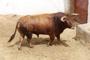 Orden de lidia para la corrida mixta de Cuenca