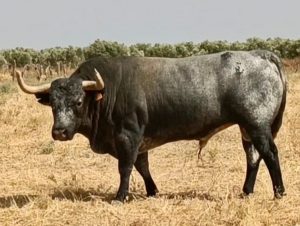 El toro, eje de la feria de Sotillo de la Adrada