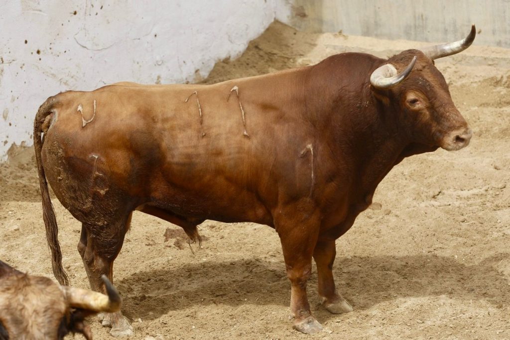 Orden de lidia de los toros de Román Sorando para Cuenca