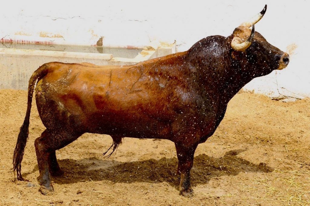Orden de lidia de los toros de El Pilar para Cuenca