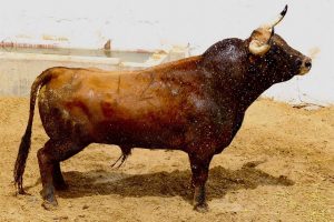 Orden de lidia de los toros de El Pilar para Cuenca