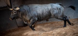 Orden de lidia para el desafío ganadero de Las Ventas