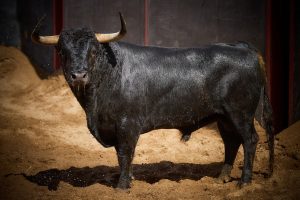 Sorteo de los astados de Victoriano del Río para Sevilla