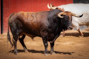 Los toros de Núñez del Cuvillo para la alternativa de Javier Zulueta