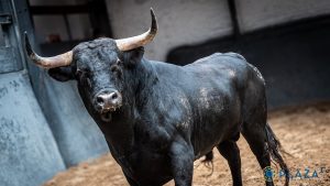Orden de lidia para la primera cita de septiembre en Las Ventas