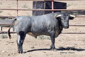 Los imponentes toros de Adolfo Martín para Ubrique