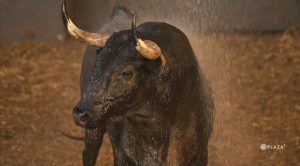 Los toros de la corrida concurso ya están en Las Ventas