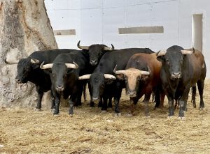 Sorteo de los toros de El Parralejo para Murcia