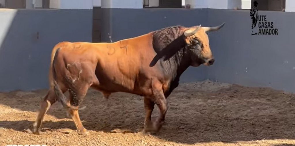Orden de lidia de los toros de Jandilla para Albacete