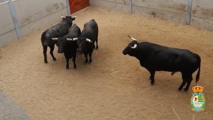 Sorteo de los astados de Ana Romero para Villaseca de la Sagra