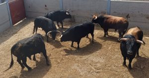 Los novillos de Montealto para el reto de El Mene en Villaseca