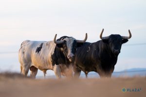 Los 'patas blancas' de Monteviejo regresan a Las Ventas