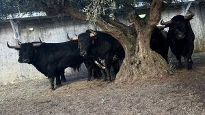 Los ejemplares de Cebada Gago para Illescas