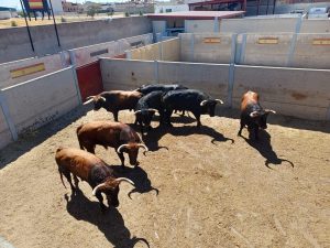 Orden de lidia para esta tarde en Villaseca de la Sagra