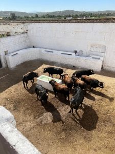 Orden de lidia para la corrida de hoy en Andújar
