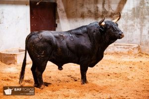 Los toros de Garcigrande para Logroño